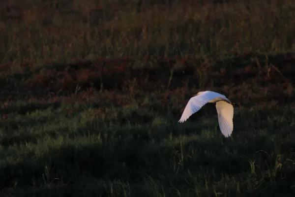 An flying egret