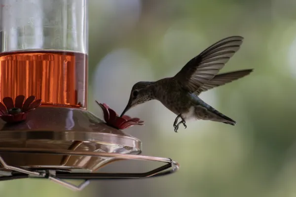 A hummingbird caught mid-flight