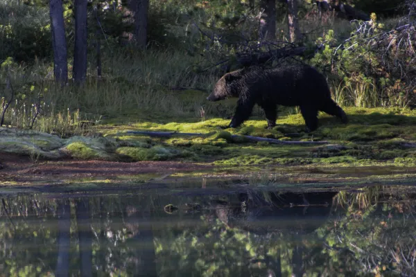 A bear moving through vegetation